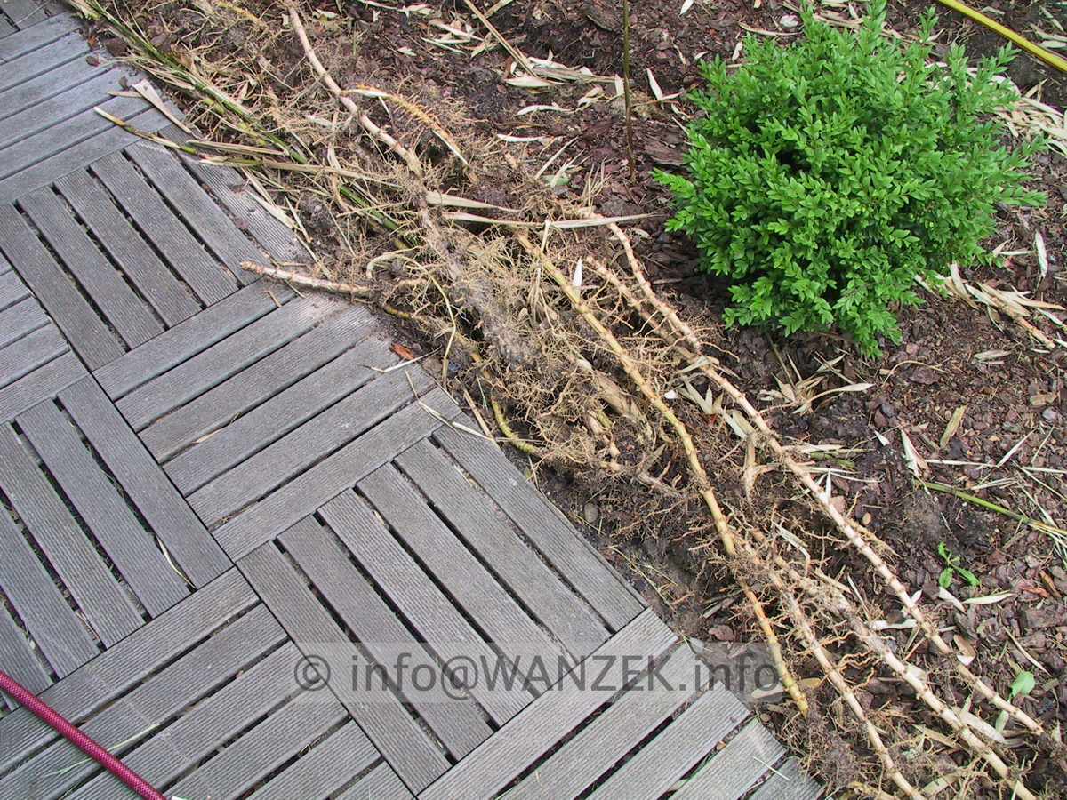 Phyllostachys - Bambus wuchert - Daumendicke Rhizome.JPG